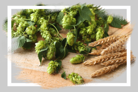 Luppolo